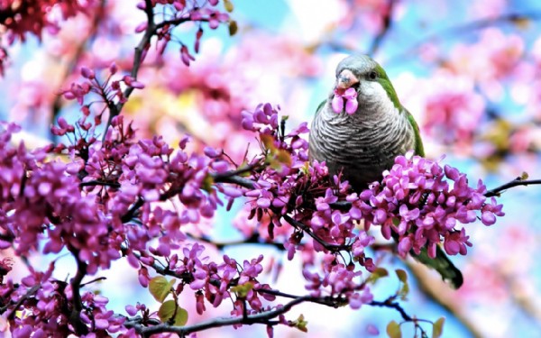 Cemre Ne Zaman Düşecek? İlk Cemre Ne Zaman Düşer? Cemre Düşmesi Nedir? Cemre Ne Zaman Düşecek? İlk Cemre Ne Zaman Düşer? Cemre Düşmesi Nedir?